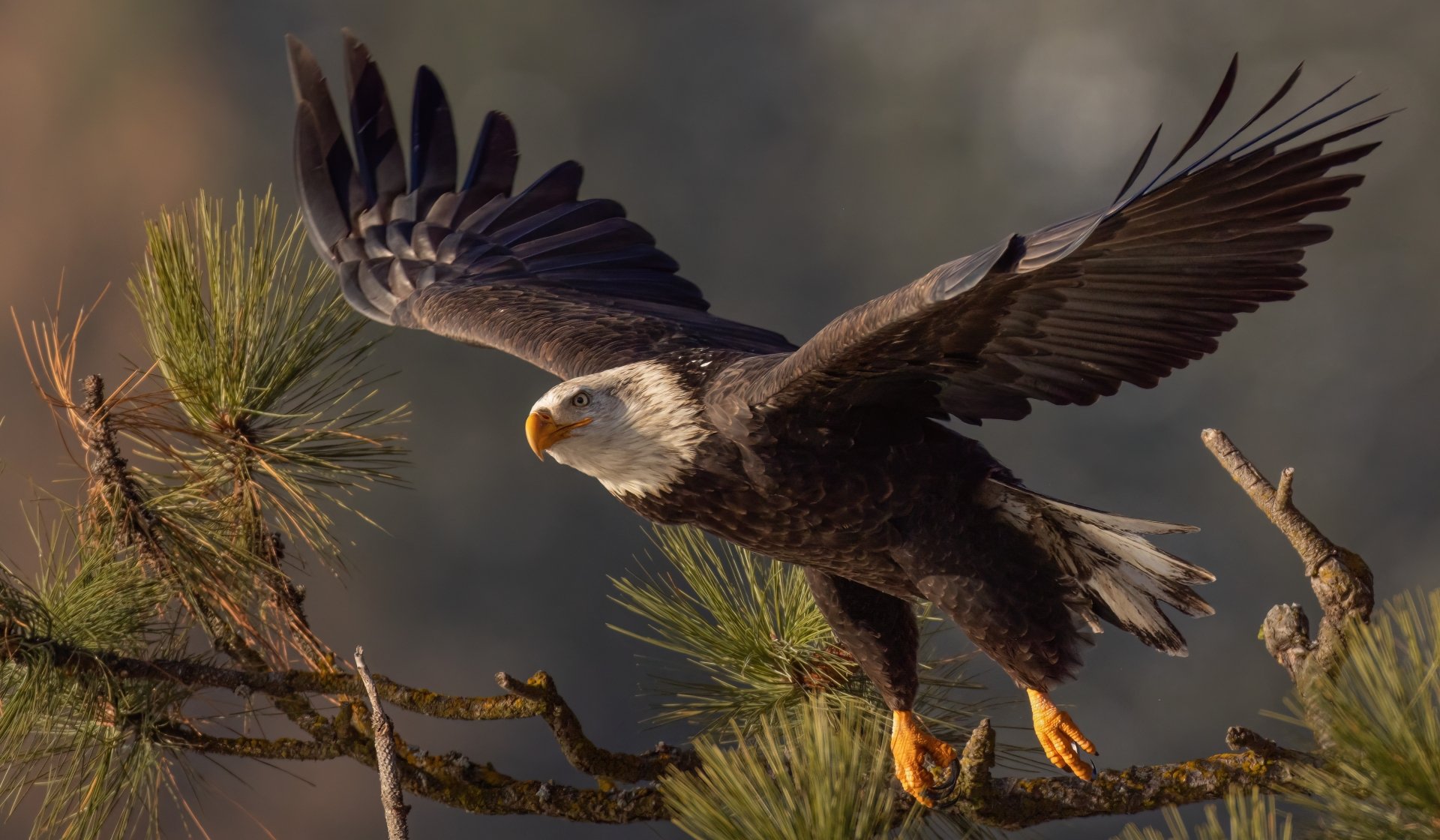 A bald eagle spreads its wings, poised to take flight from a pine tree branch in this sharp 4K Ultra HD desktop wallpaper.