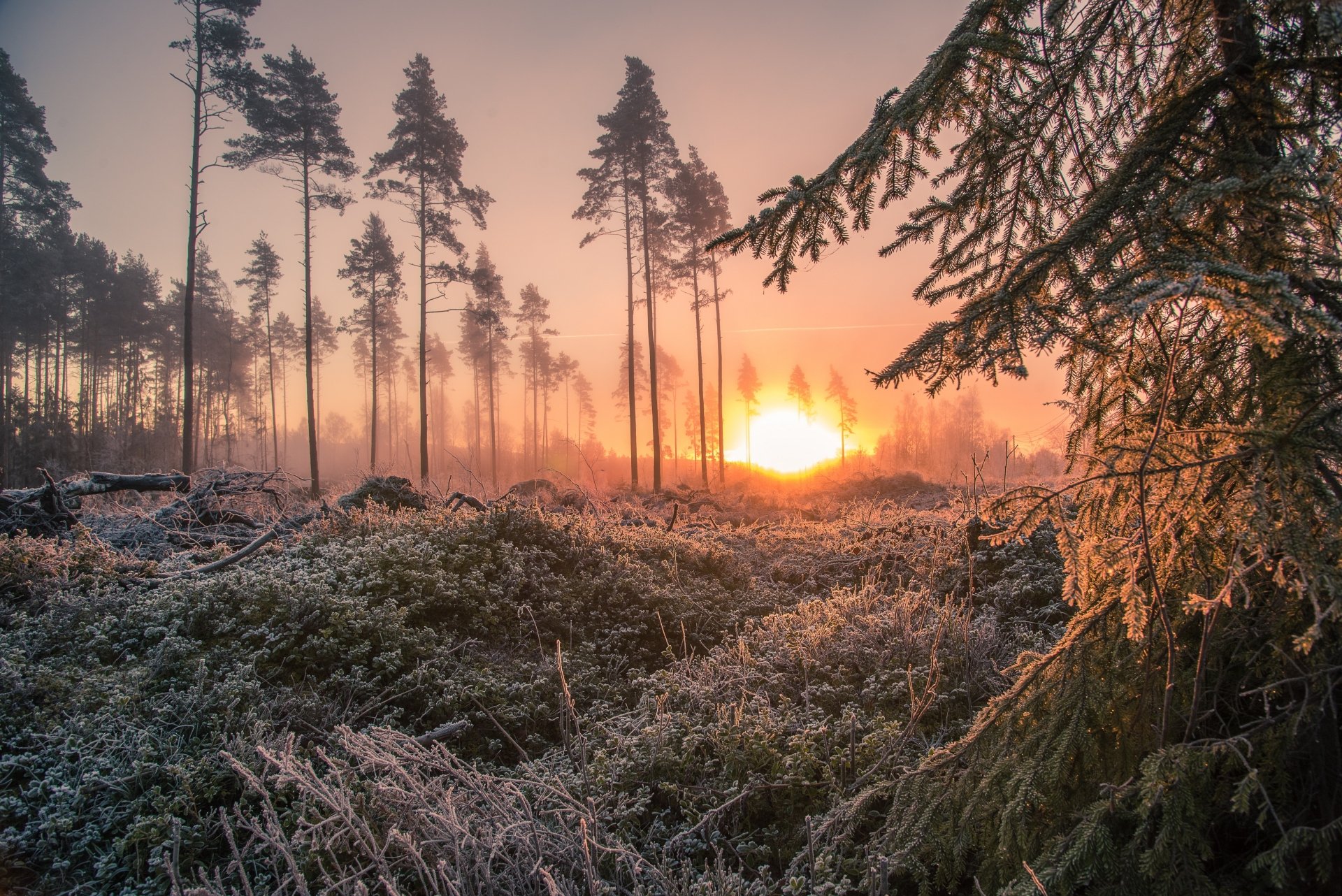 5K Ultra HD PC desktop wallpaper: frosty forest clearing at sunrise, golden sun breaking through mist among tall pines, icy branches and low shrubs glowing in warm light.