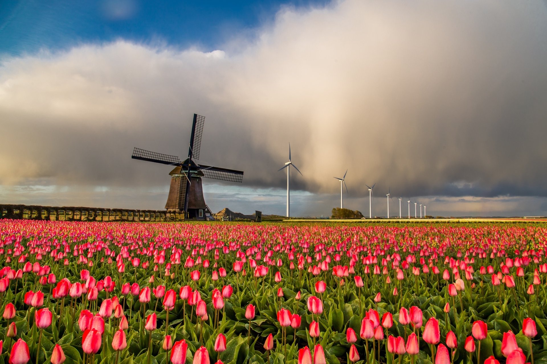 Download Tulip Netherlands Man Made Wind Turbine HD Wallpaper