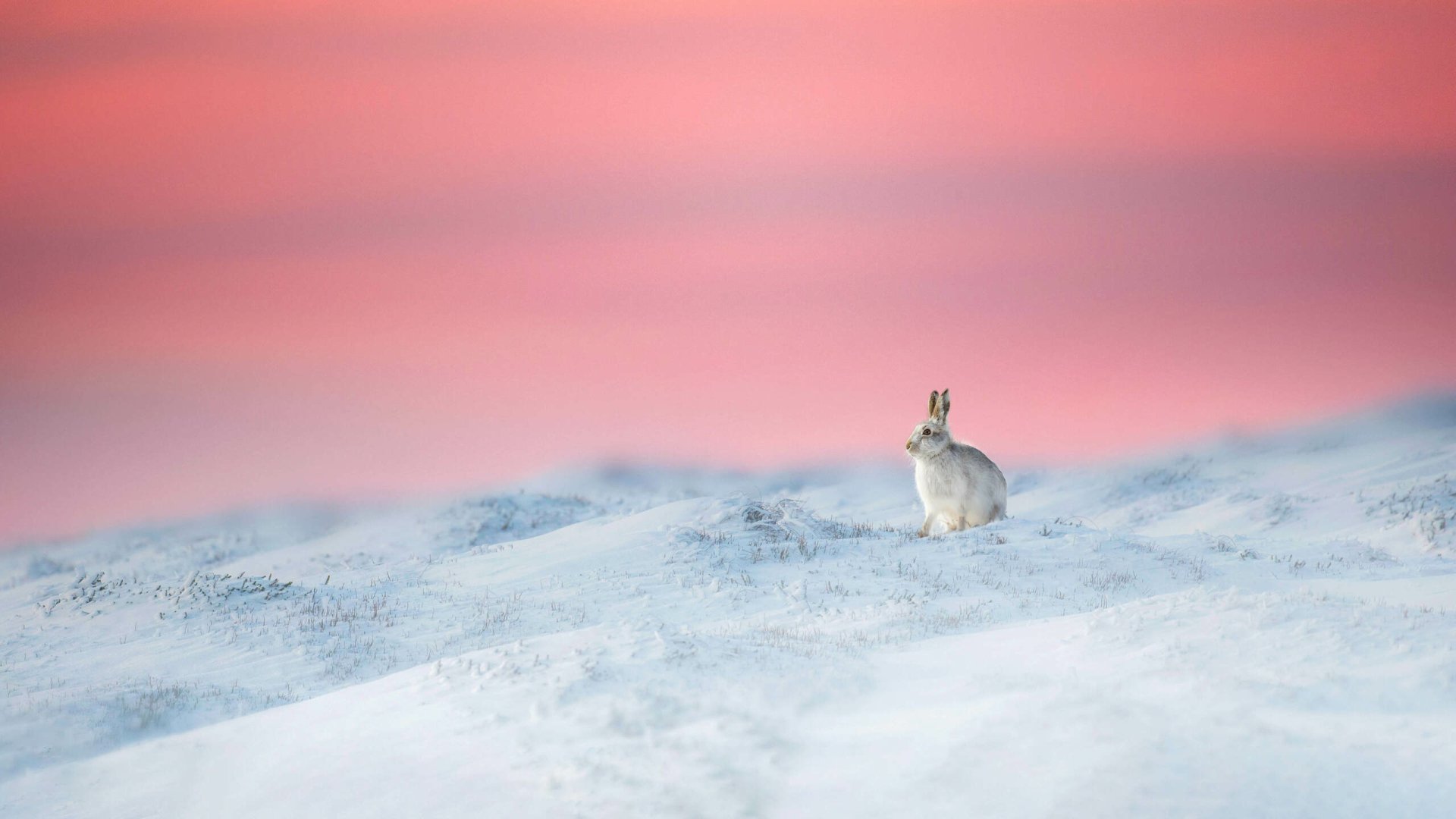 Download Animal Hare HD Wallpaper by Ben Hall