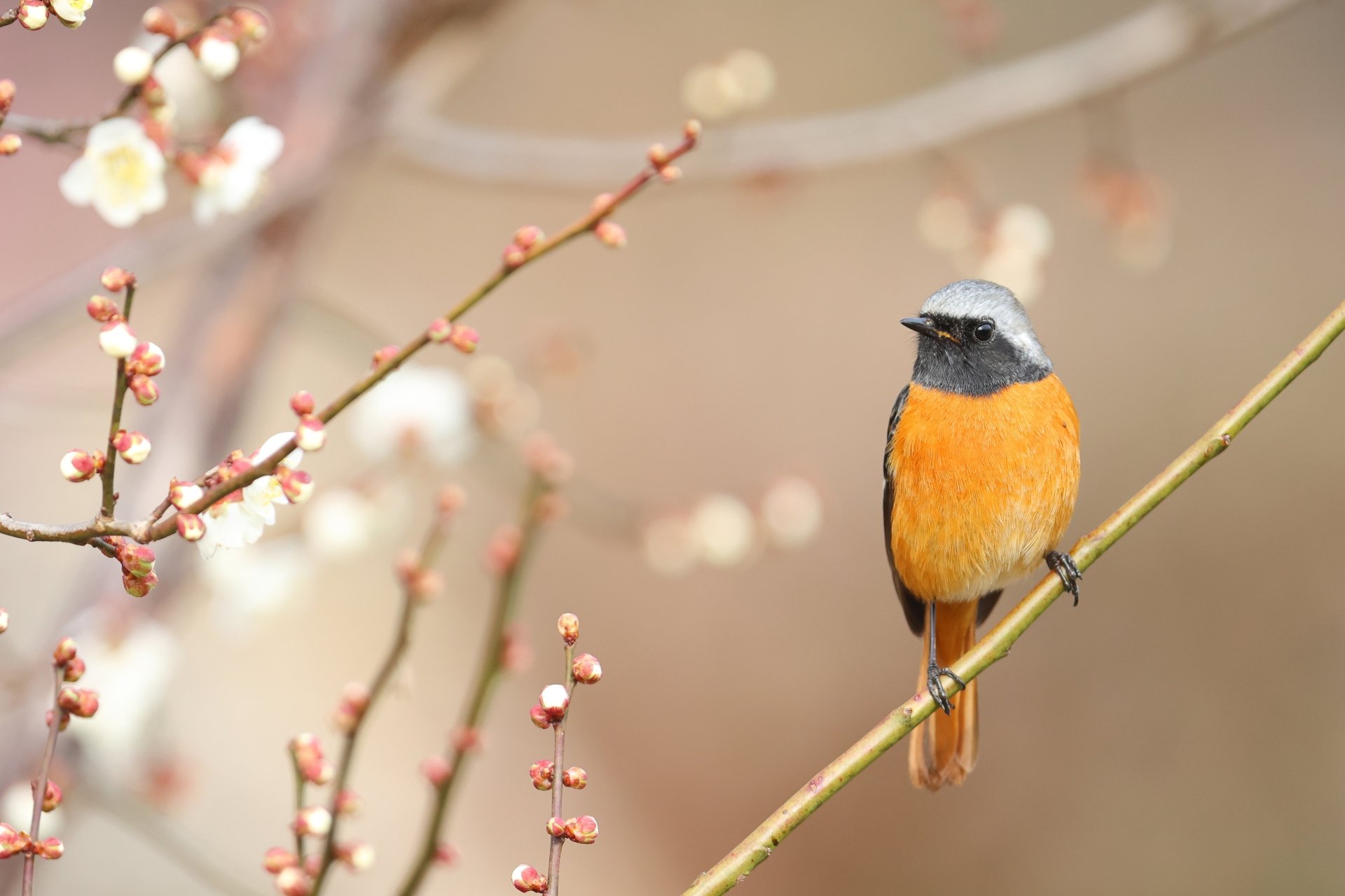 Animal — redstart perched on a flowering branch against a soft bokeh background, 5K Ultra HD PC desktop wallpaper and background.