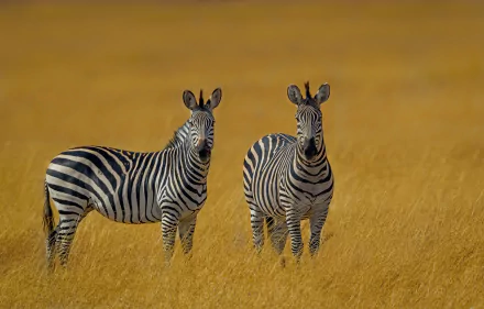Animal zebra HD Desktop Wallpaper | Background Image