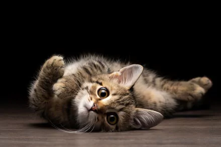 kitten Animal cat HD Desktop Wallpaper | Background Image