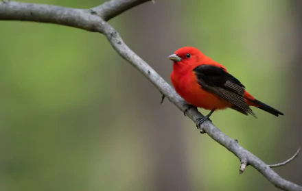 Scarlet tanager perched on a slender branch against a soft green blur — HD PC desktop wallpaper and background showcasing a vivid tanager bird.