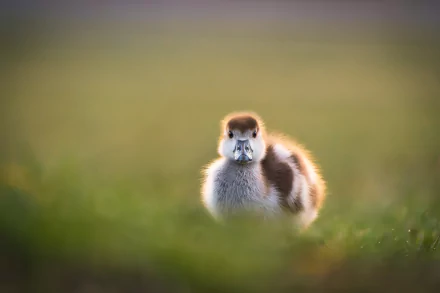 Fluffy duck chick (animal) sits in soft green grass with warm bokeh; detailed close-up 5K Ultra HD PC desktop wallpaper background.
