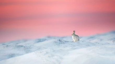  Mountain Hare, Derbyshire, UK by Ben Hall