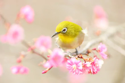 Animal Japanese white-eye HD Desktop Wallpaper | Background Image