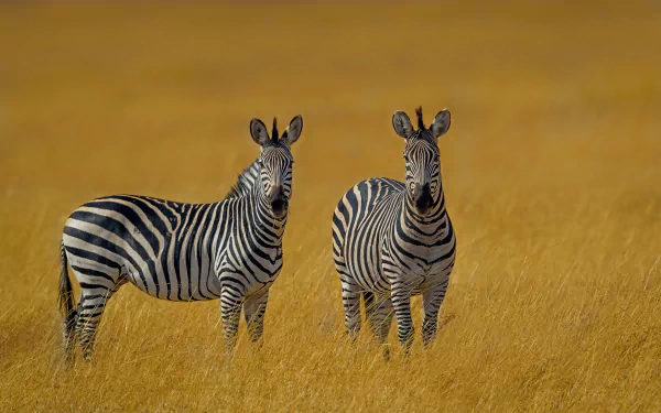 Animal zebra HD Desktop Wallpaper | Background Image
