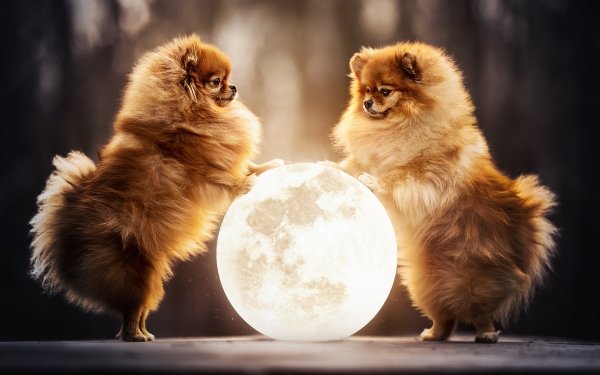 Animal Pomeranian Dogs HD Wallpaper | Background Image