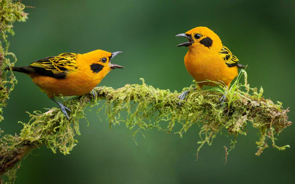 Golden Tanager (tangara arthus)