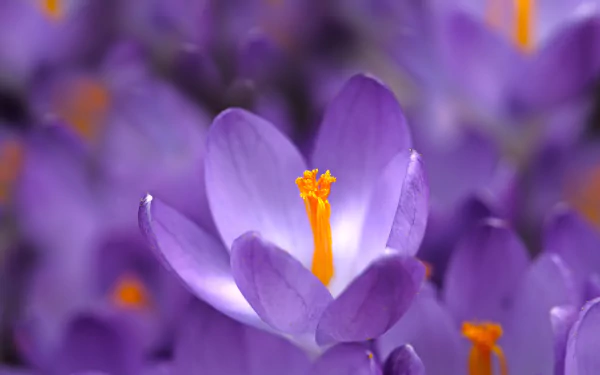 Vibrant purple crocus flowers in a serene natural setting, perfect for an HD desktop wallpaper.