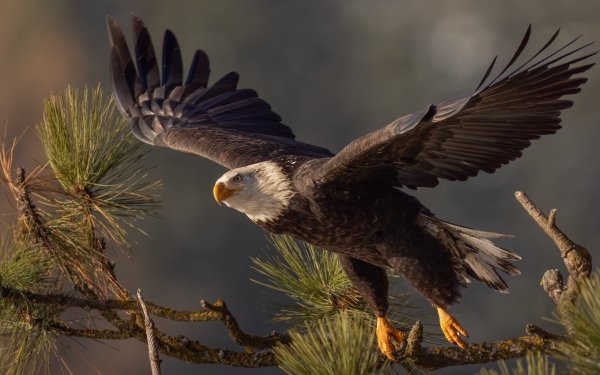 Animal Bald Eagle Birds Eagles HD Wallpaper | Background Image