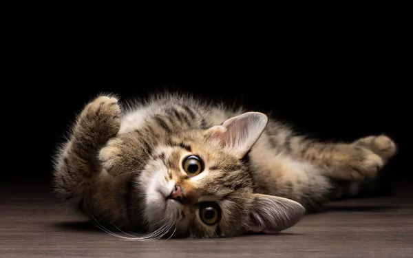 Adorable kitten with piercing eyes staring curiously at the camera against a serene background; perfect for an HD desktop wallpaper.