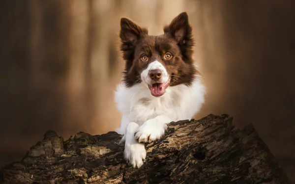 Animal border collie HD Desktop Wallpaper | Background Image