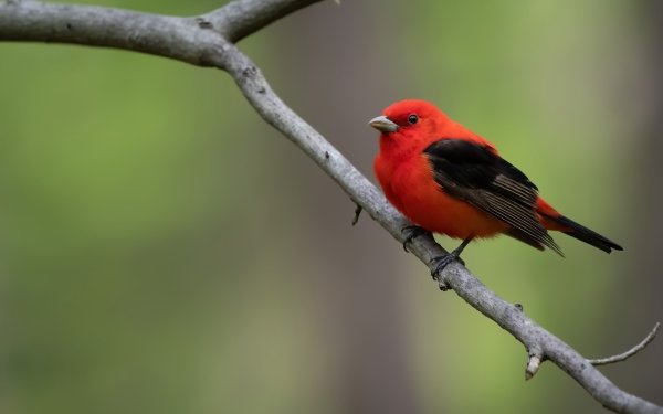 Animal Tanager Birds Passerines Scarlet Tanager HD Wallpaper | Background Image