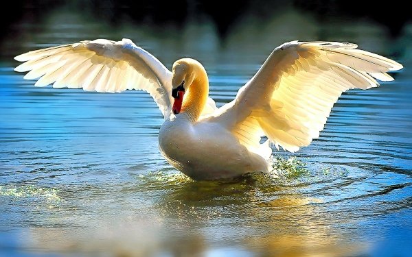 Animal Swan Birds Swans Bird Wings Wave Splash Reflection HD Wallpaper | Background Image