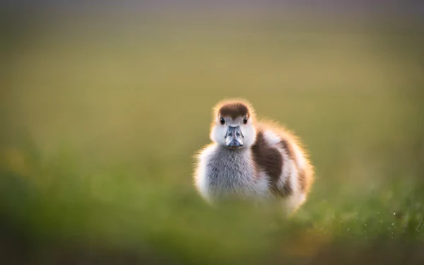 chick Animal duck HD Desktop Wallpaper | Background Image