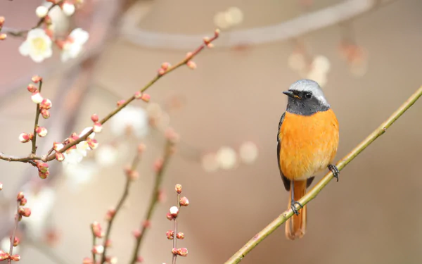Animal — redstart perched on a flowering branch against a soft bokeh background, 5K Ultra HD PC desktop wallpaper and background.