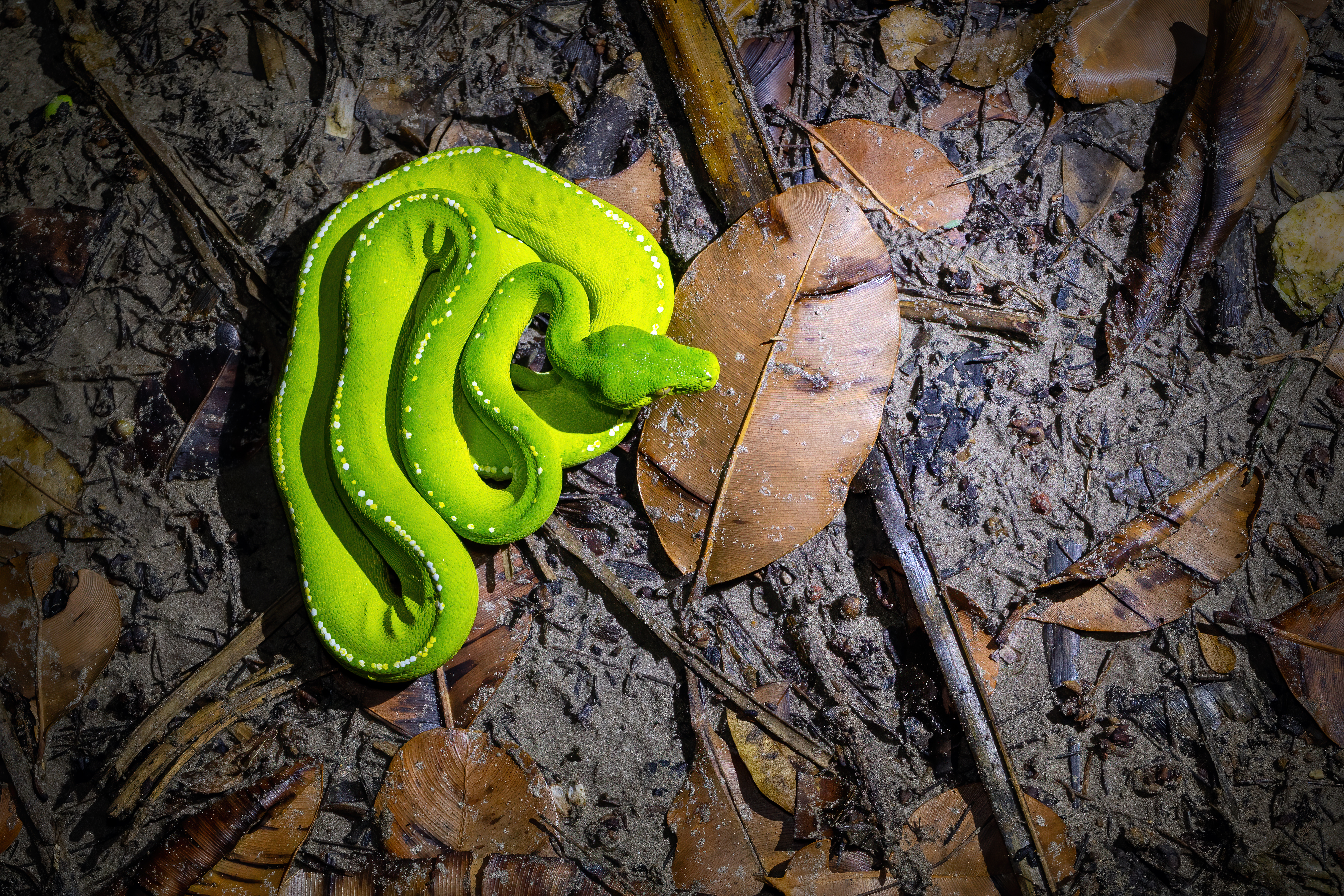 Green tree python (Morelia viridis ssp. shireenae) - Lockhart, Queensland, Australia by JJ Harrison