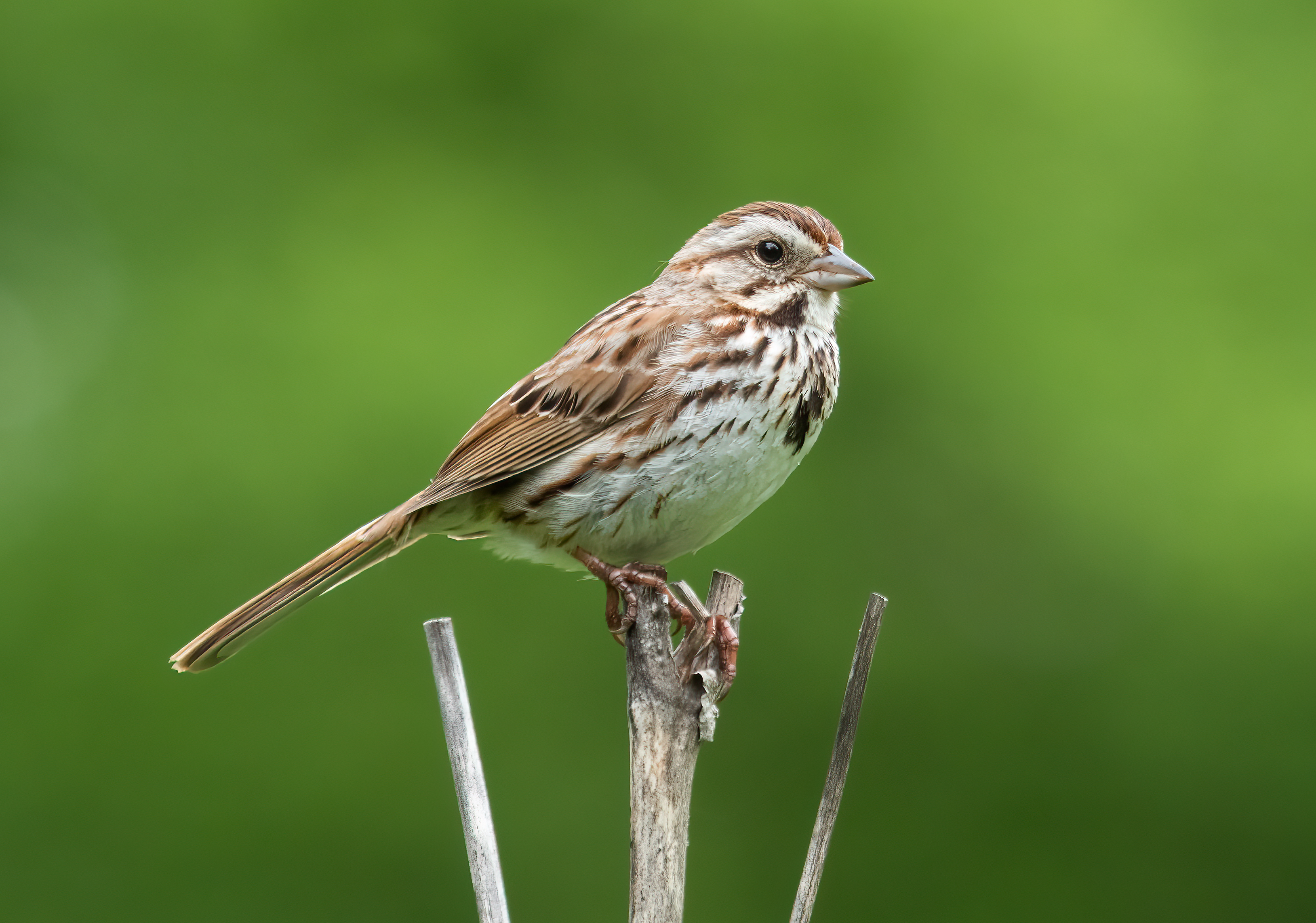 Song sparrow (Melospiza melodia) in Prospect Park, Brooklyn USA by Rhododendrites