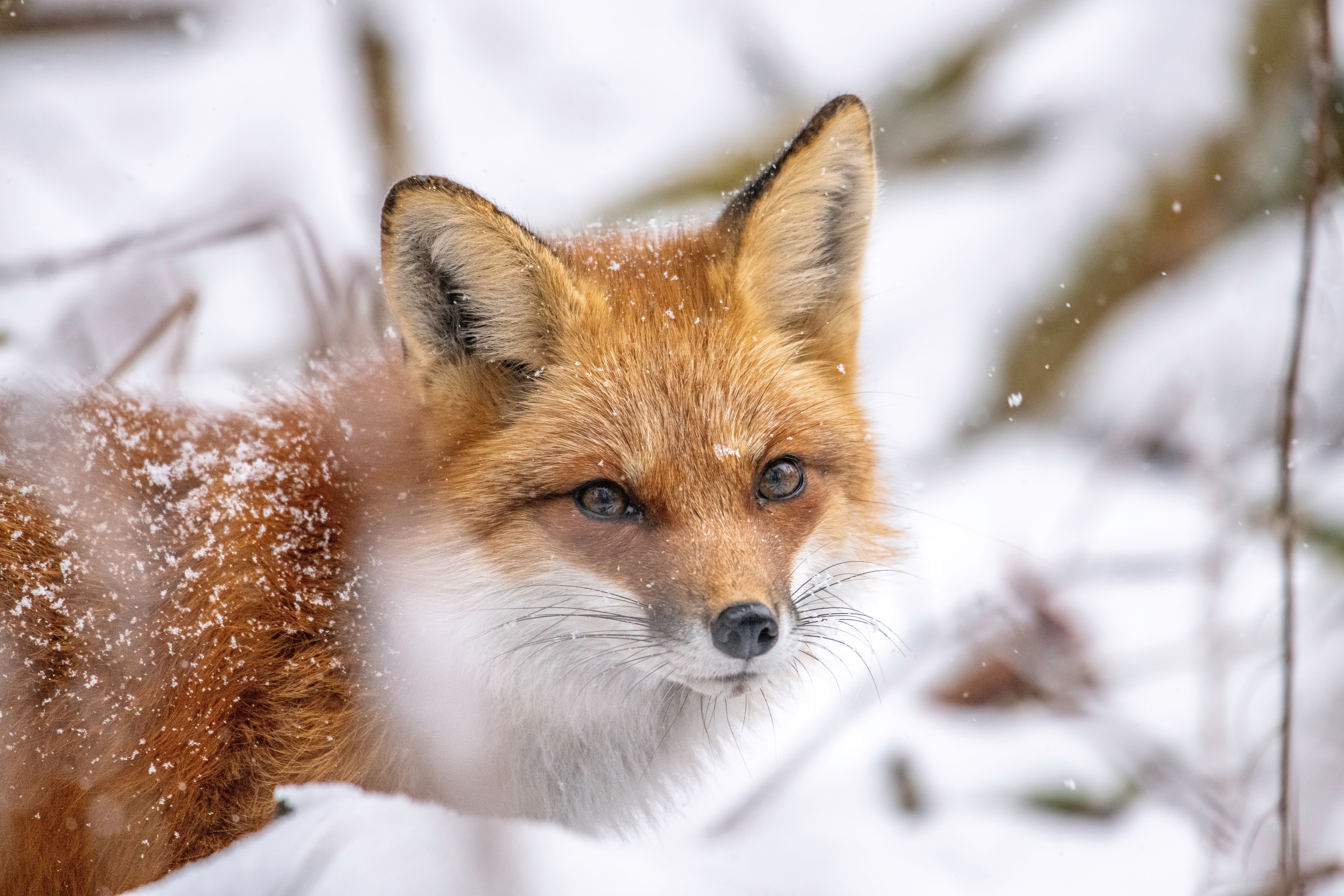 Top 93+ hình nền fox hay nhất - Tin học Đông Hòa