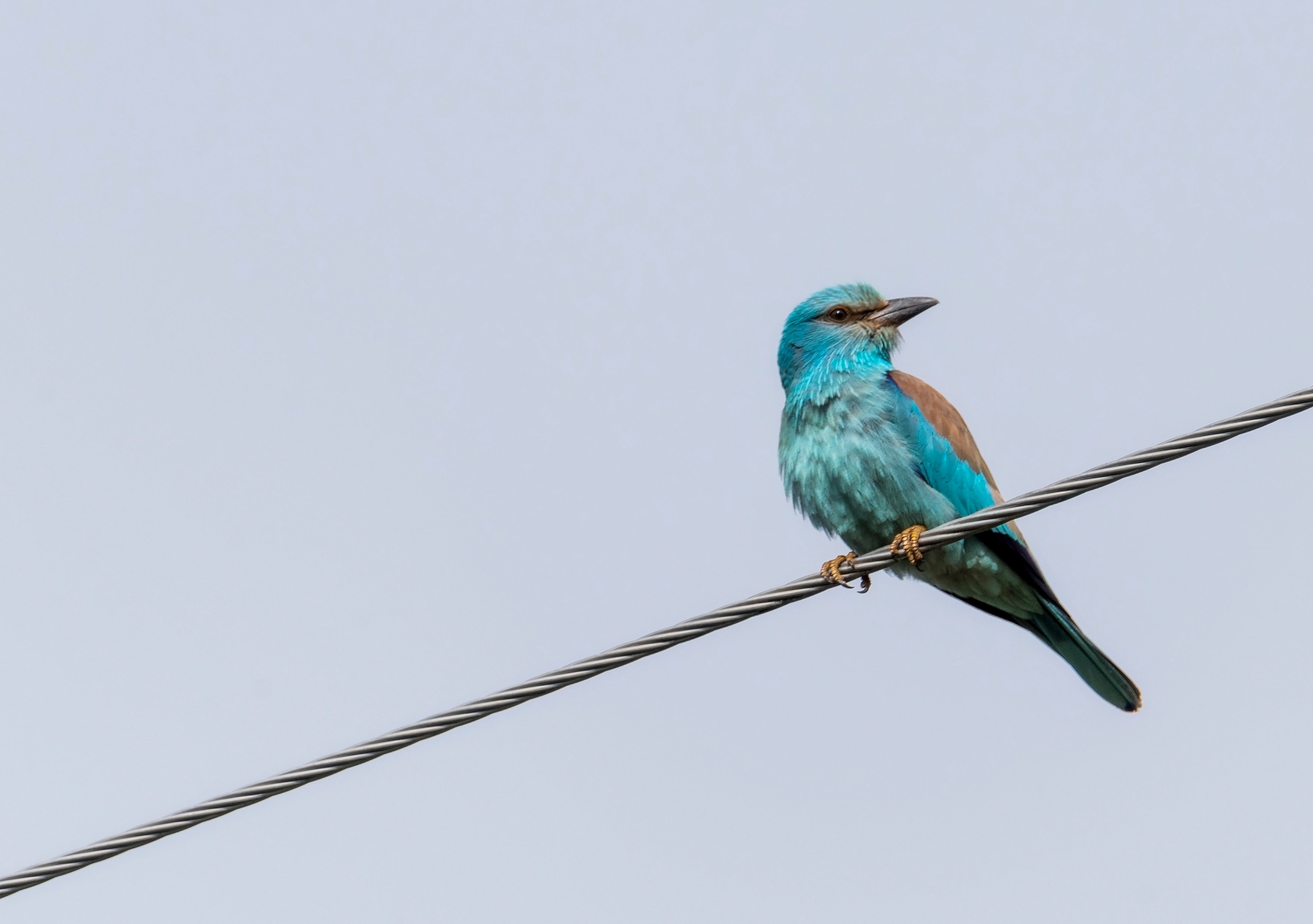 Majestic European Roller bird perched on a branch, showcasing vibrant blue feathers under the clear sky in a high-resolution desktop background.