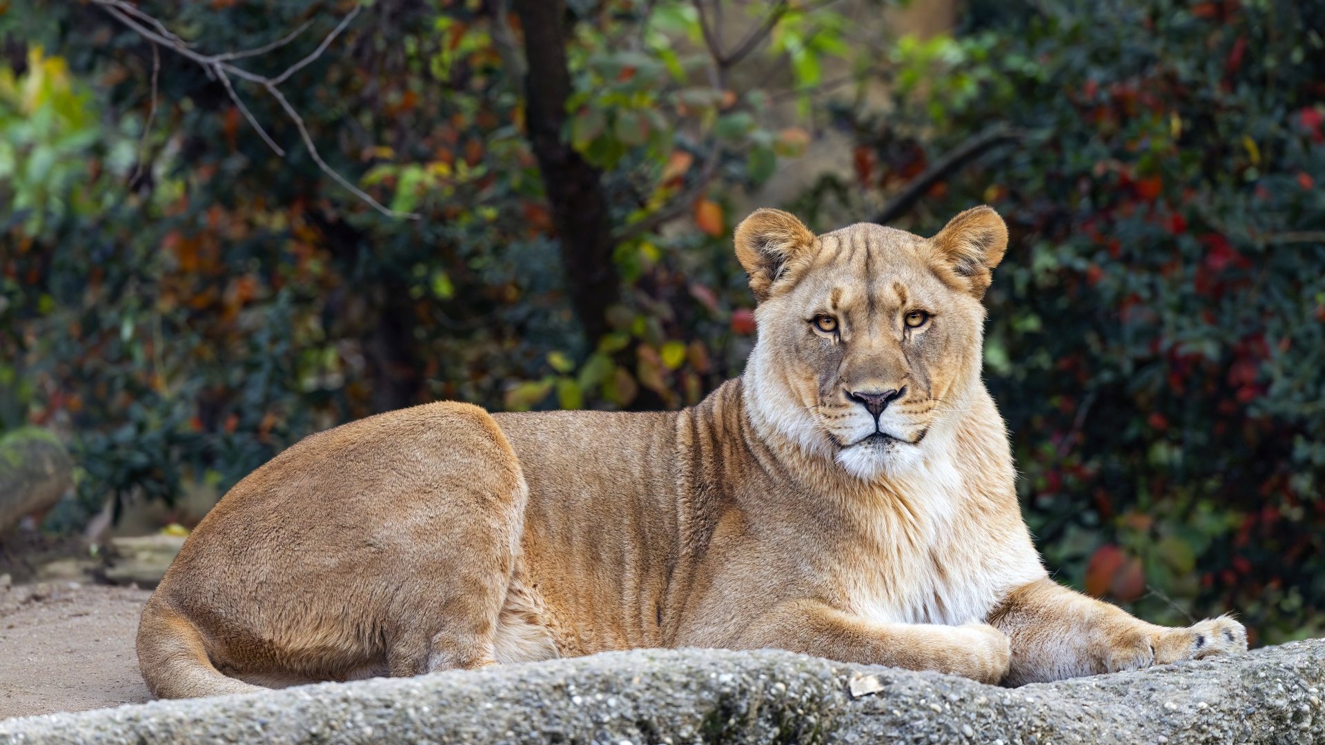 A lioness resting on a rock against a blurred natural background, captured in stunning 4K Ultra HD for a striking PC desktop wallpaper.