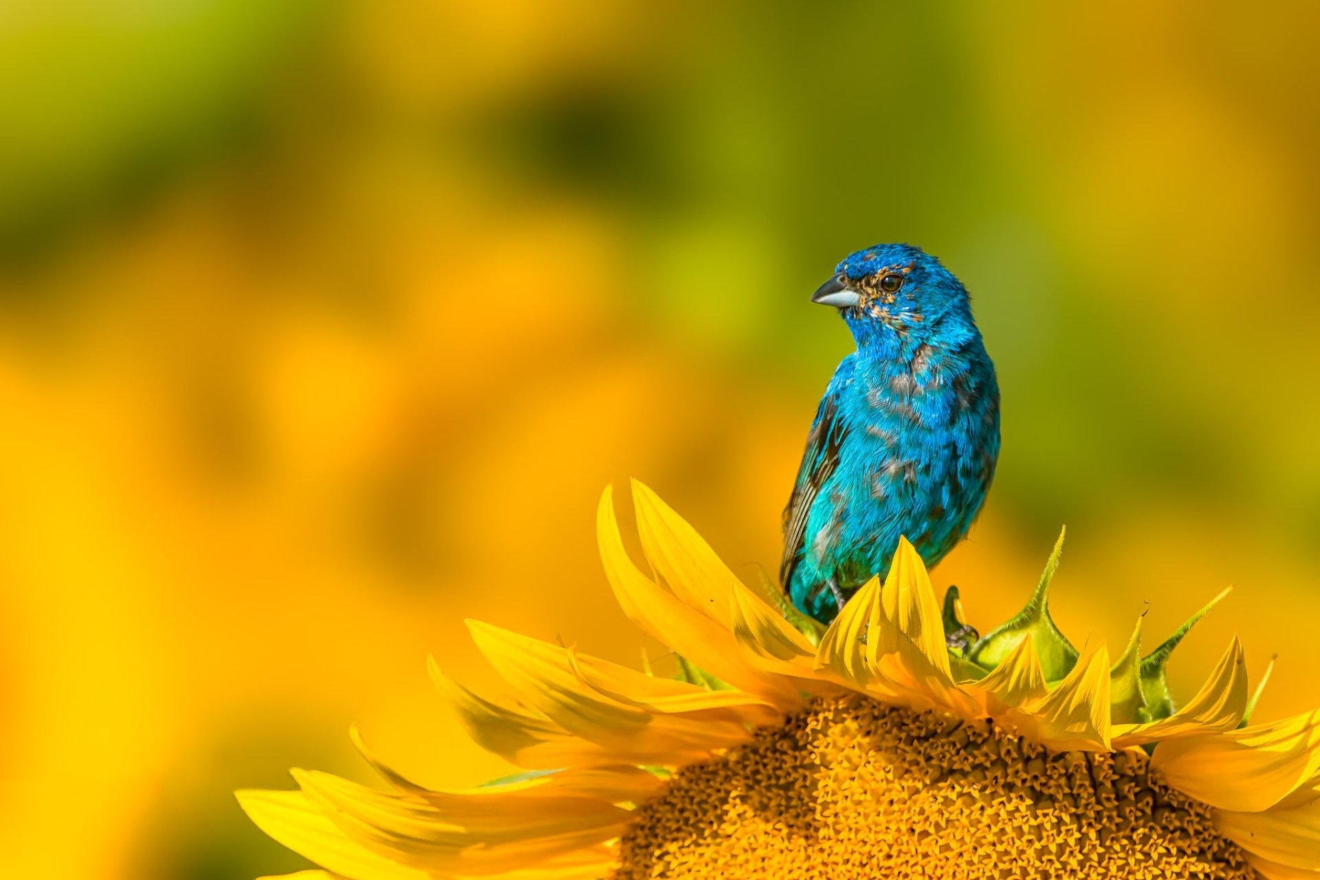 Download Animal Indigo Bunting HD Wallpaper