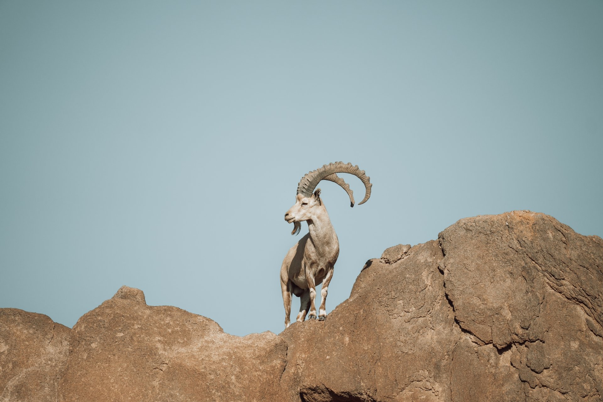 Download Animal Nubian Ibex 8k Ultra HD Wallpaper