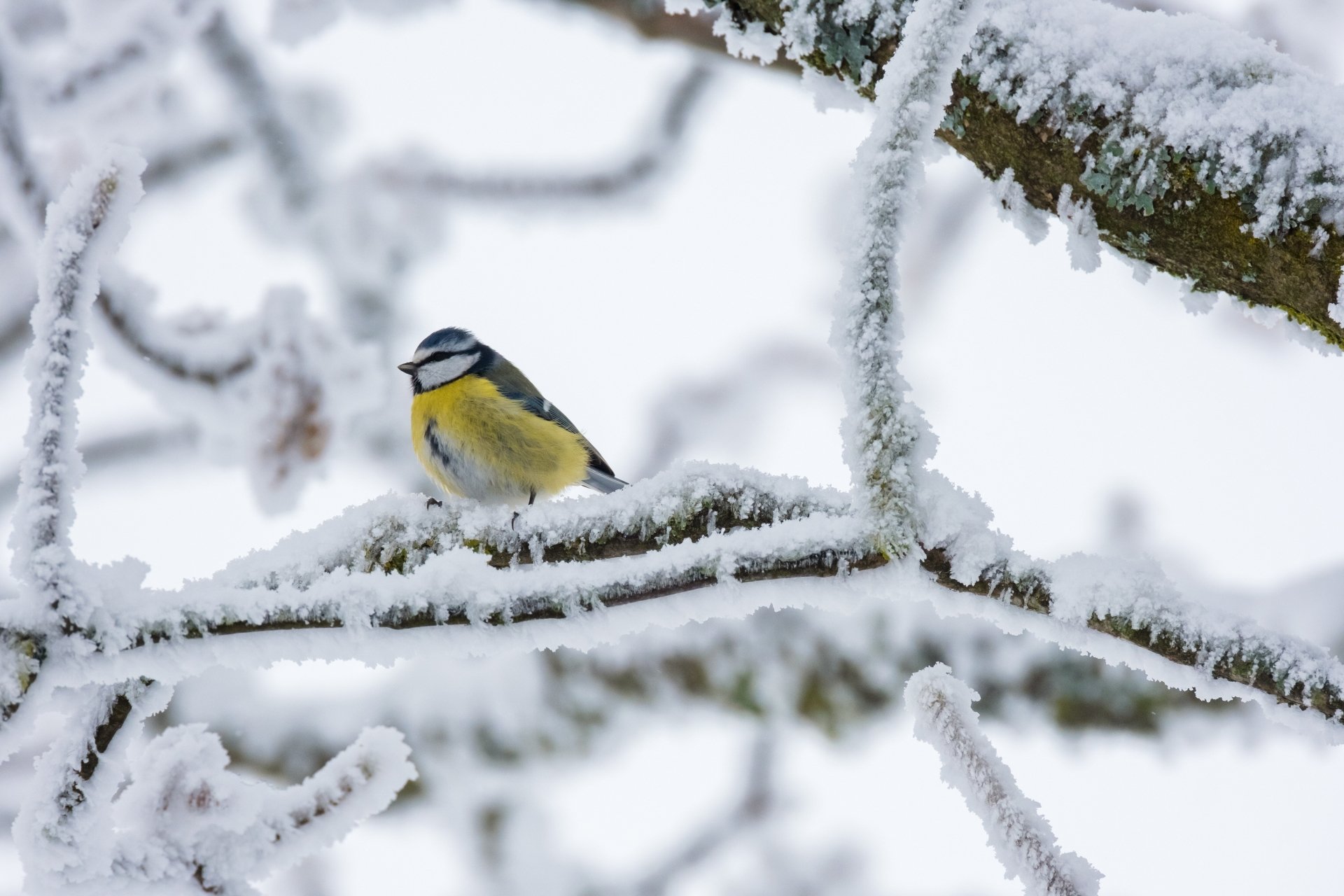 Eurasian Blue Tit Desktop Wallpapers Phone Wallpaper Pfp Gifs And