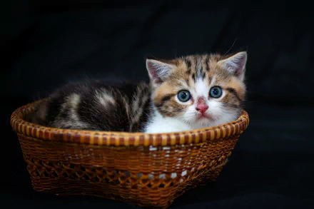 kitten Animal cat HD Desktop Wallpaper | Background Image