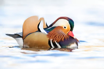 Animal mandarin duck HD Desktop Wallpaper | Background Image