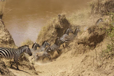  Masai Mara National Reserve, Kenya - Mara river crossing by Thomas Fuhrmann