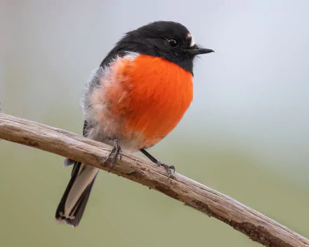  Male Scarlet Robin (Petroica boodang) - Mortimer Bay, Tasmania by JJ Harrison