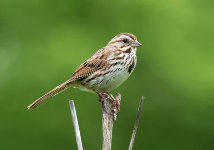  Song sparrow (Melospiza melodia) in Prospect Park, Brooklyn USA by Rhododendrites