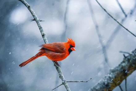 Animal northern cardinal HD Desktop Wallpaper | Background Image