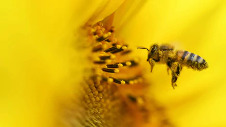 macro Animal bee HD Desktop Wallpaper | Background Image