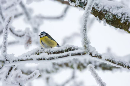 eurasian blue tit Animal titmouse HD Desktop Wallpaper | Background Image