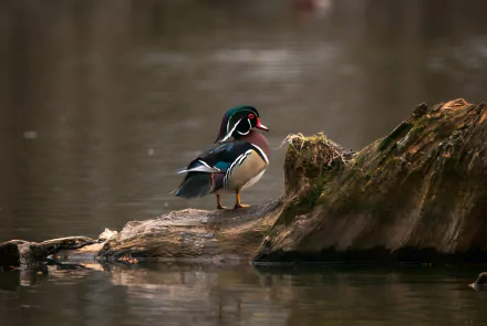 Animal wood duck HD Desktop Wallpaper | Background Image