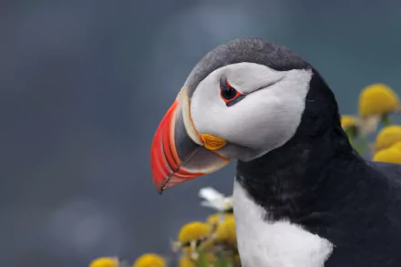 HD PC desktop wallpaper featuring a close-up of a puffin with detailed black and white plumage and a vibrant orange beak, set against a blurred natural background.