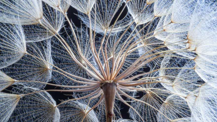  Inside a Dandelion with Seeds by İhsan Yıldızlı