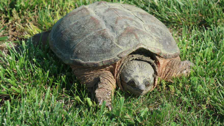  Snapping Turtle
