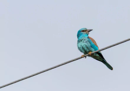european roller Animal roller HD Desktop Wallpaper | Background Image