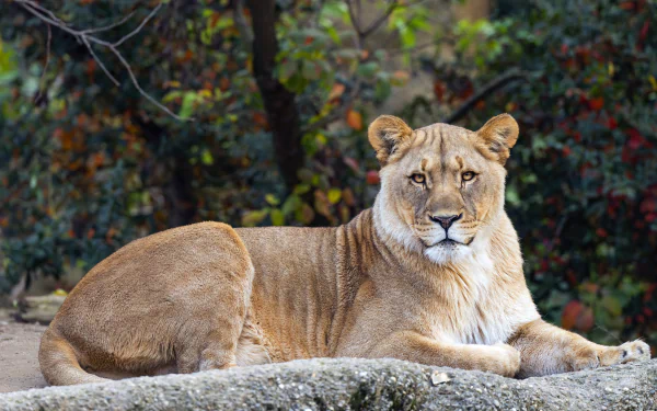 A lioness resting on a rock against a blurred natural background, captured in stunning 4K Ultra HD for a striking PC desktop wallpaper.