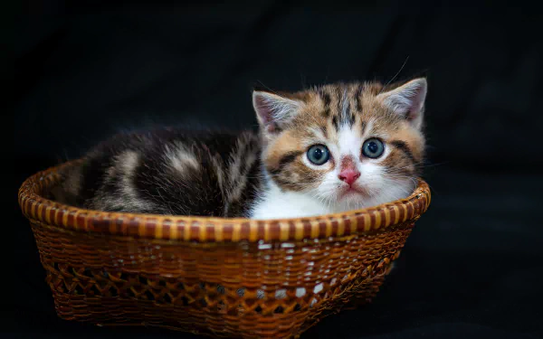 A cute kitten sitting on a cozy desktop wallpaper, featuring a lovely high definition cat portrait.