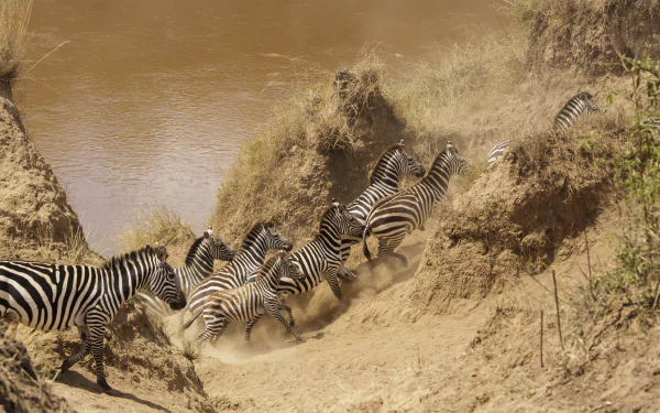  Masai Mara National Reserve, Kenya - Mara river crossing by Thomas Fuhrmann