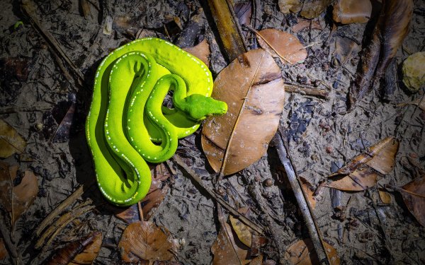 Python - Desktop Wallpapers, Phone Wallpaper, PFP, Gifs, and More!