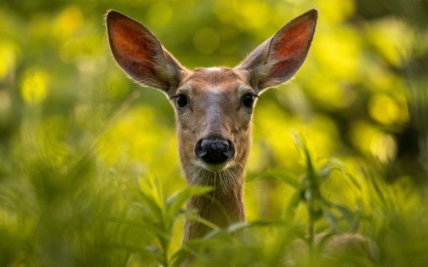 Animal Deer Doe HD Wallpaper | Background Image