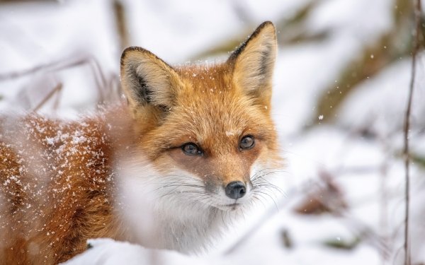 Animal Fox Red Fox HD Wallpaper | Background Image