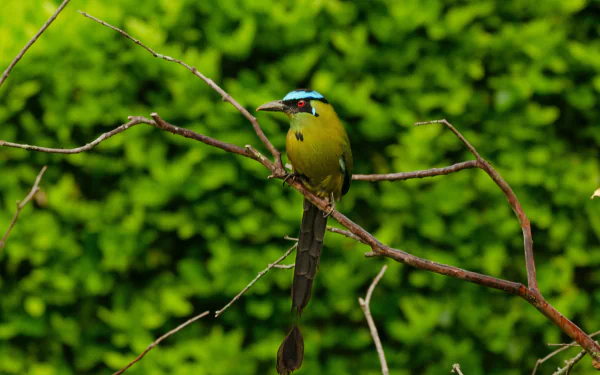 Andean Motmot Animal Motmot HD Desktop Wallpaper | Background Image